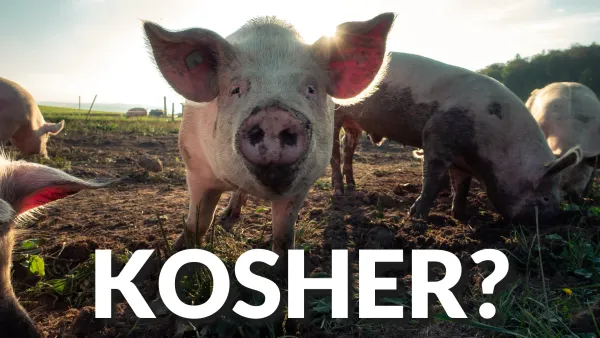 Is Pork Unhealthy? Kosher Clean Animals