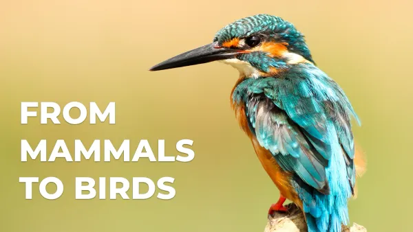 From Mammals to Birds: Mating Dynamic Skewed