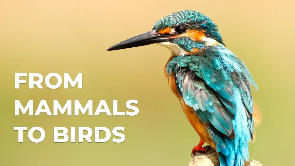 From Mammals to Birds: Mating Dynamic Skewed